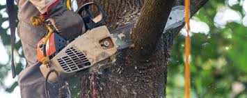 Trusted Plainwell, MI Tree Care Experts