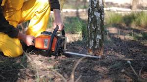 Best Hazardous Tree Removal  in Plainwell, MI