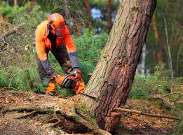  Plainwell, MI Tree Care Pros