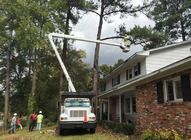 Best Storm Damage Tree Cleanup  in Plainwell, MI