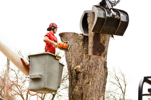 Best Tree Risk Assessment  in Plainwell, MI